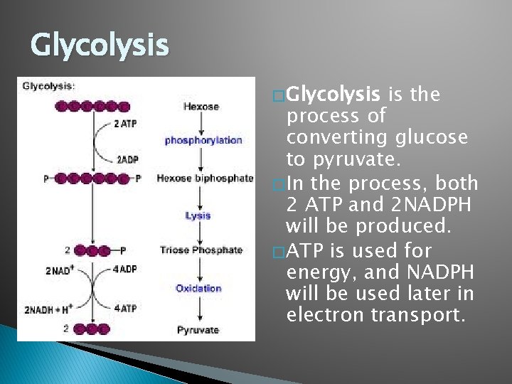 Glycolysis � Glycolysis is the process of converting glucose to pyruvate. � In the