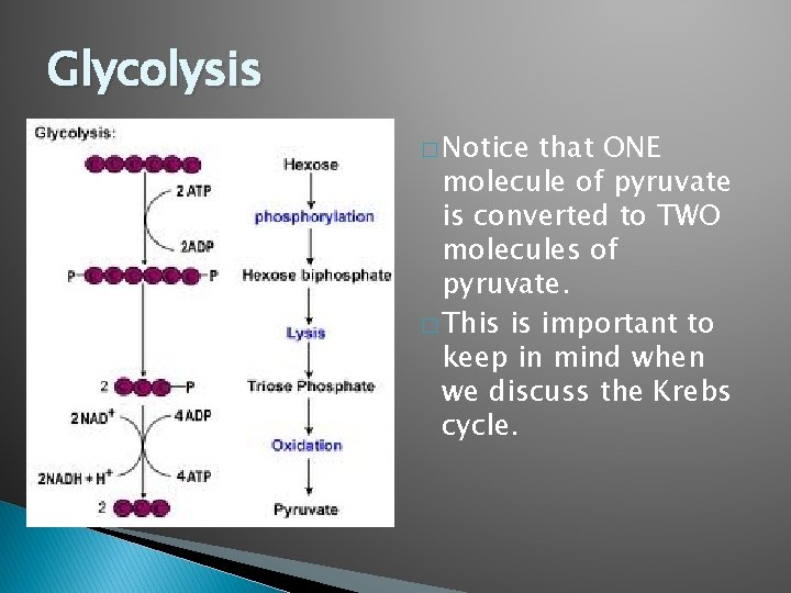 Glycolysis � Notice that ONE molecule of pyruvate is converted to TWO molecules of