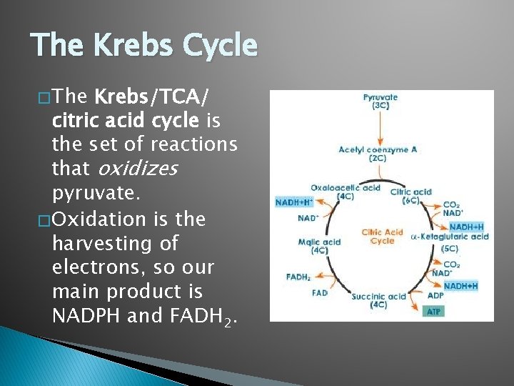 The Krebs Cycle � The Krebs/TCA/ citric acid cycle is the set of reactions