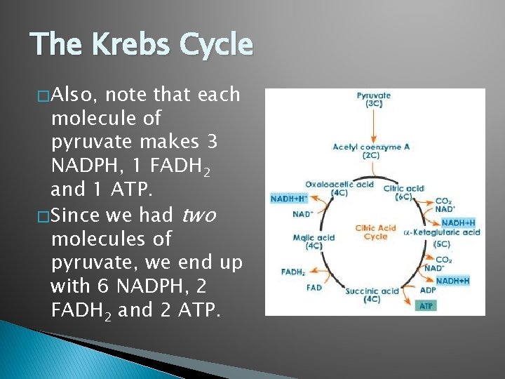 The Krebs Cycle � Also, note that each molecule of pyruvate makes 3 NADPH,