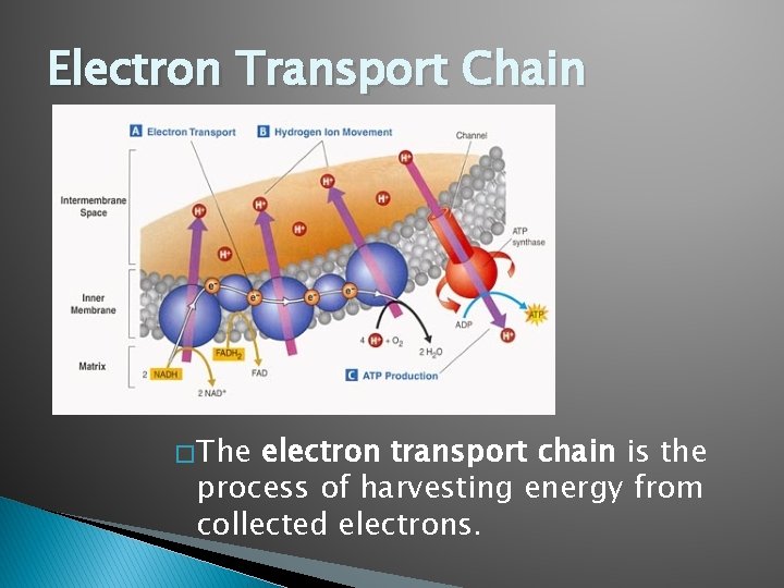 Electron Transport Chain � The electron transport chain is the process of harvesting energy