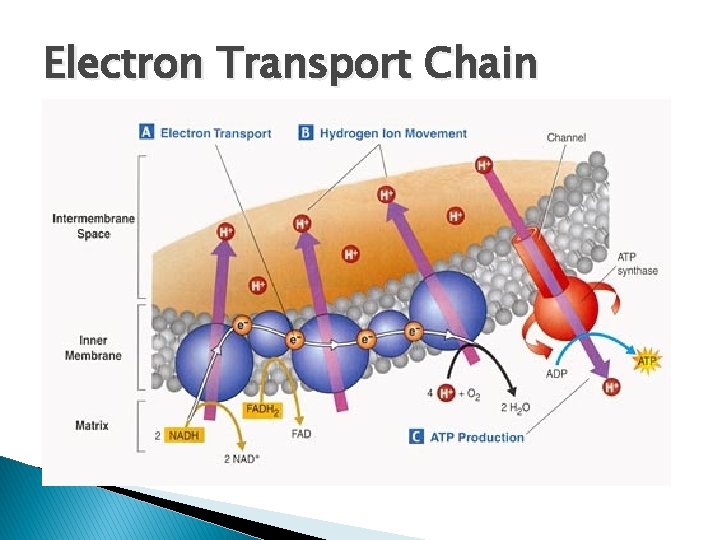 Electron Transport Chain 