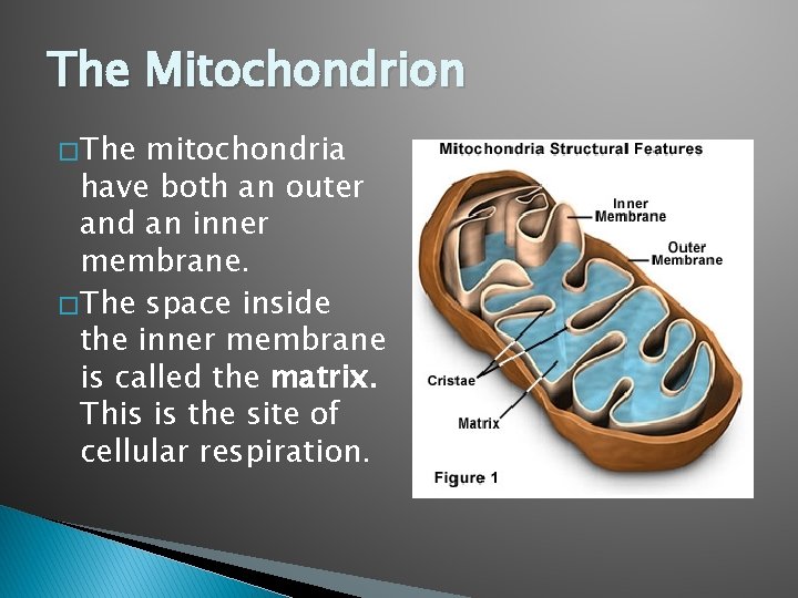 The Mitochondrion � The mitochondria have both an outer and an inner membrane. �
