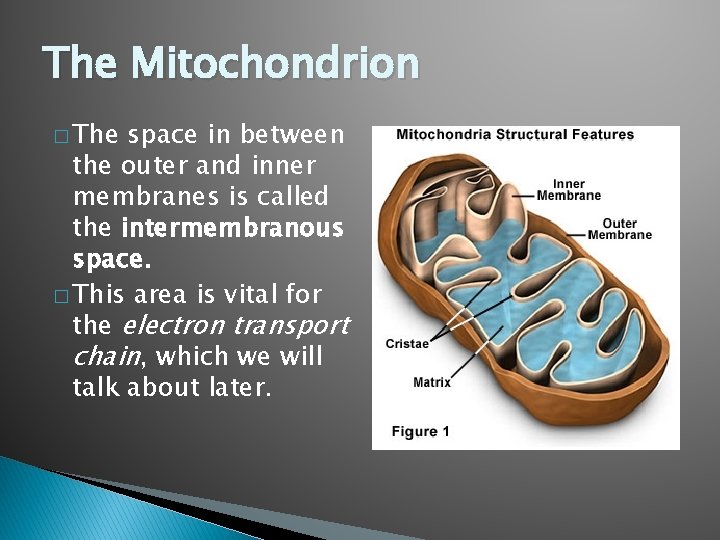 The Mitochondrion � The space in between the outer and inner membranes is called