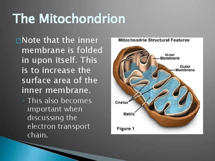 The Mitochondrion � Note that the inner membrane is folded in upon itself. This