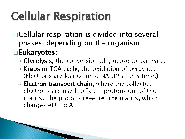 Cellular Respiration � Cellular respiration is divided into several phases, depending on the organism: