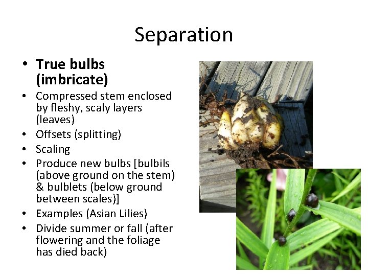 Separation • True bulbs (imbricate) • Compressed stem enclosed by fleshy, scaly layers (leaves)