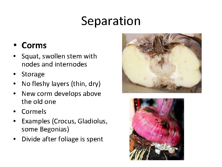 Separation • Corms • Squat, swollen stem with nodes and internodes • Storage •