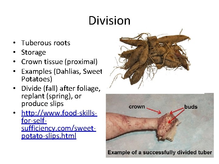 Division Tuberous roots Storage Crown tissue (proximal) Examples (Dahlias, Sweet Potatoes) • Divide (fall)