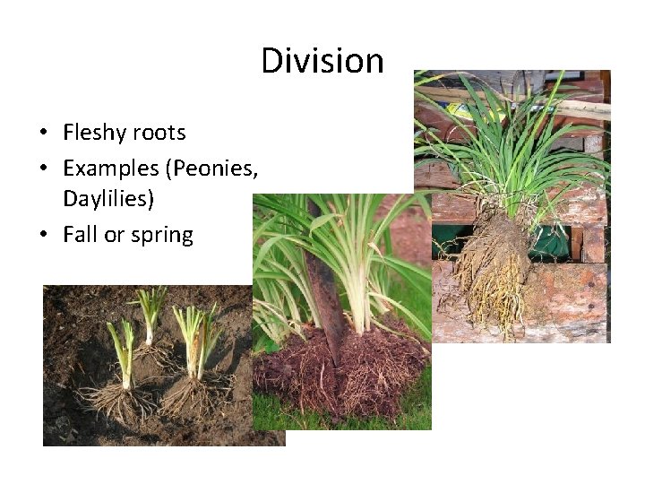 Division • Fleshy roots • Examples (Peonies, Daylilies) • Fall or spring 