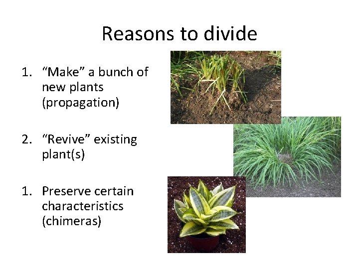 Reasons to divide 1. “Make” a bunch of new plants (propagation) 2. “Revive” existing