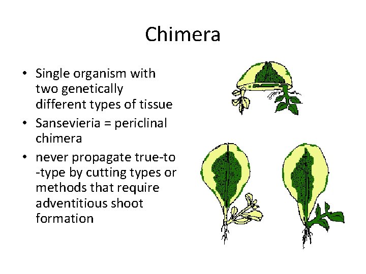 Chimera • Single organism with two genetically different types of tissue • Sansevieria =