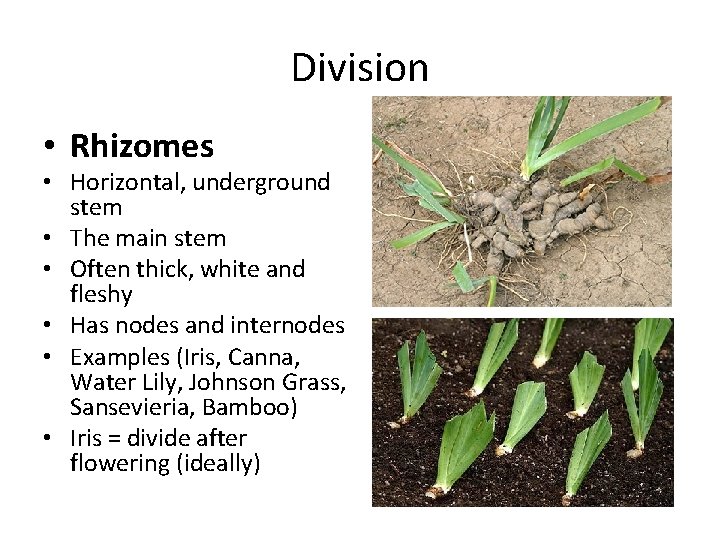 Division • Rhizomes • Horizontal, underground stem • The main stem • Often thick,