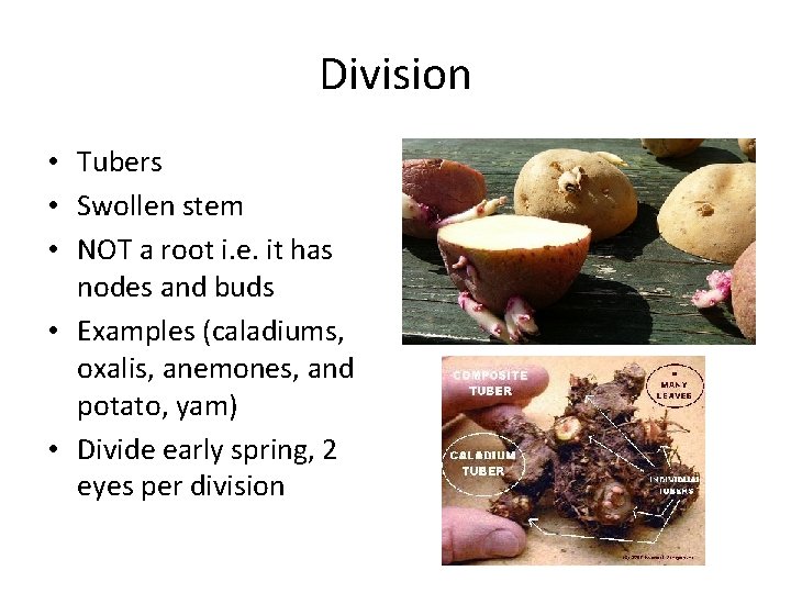 Division • Tubers • Swollen stem • NOT a root i. e. it has