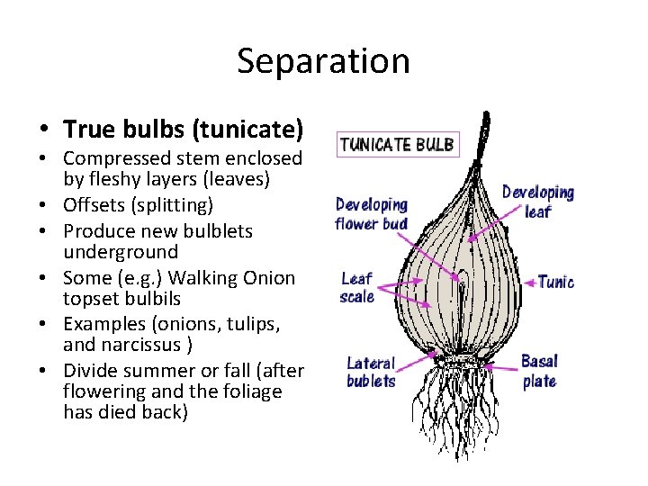 Separation • True bulbs (tunicate) • Compressed stem enclosed by fleshy layers (leaves) •