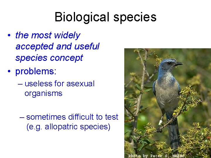 Biological species • the most widely accepted and useful species concept • problems: –
