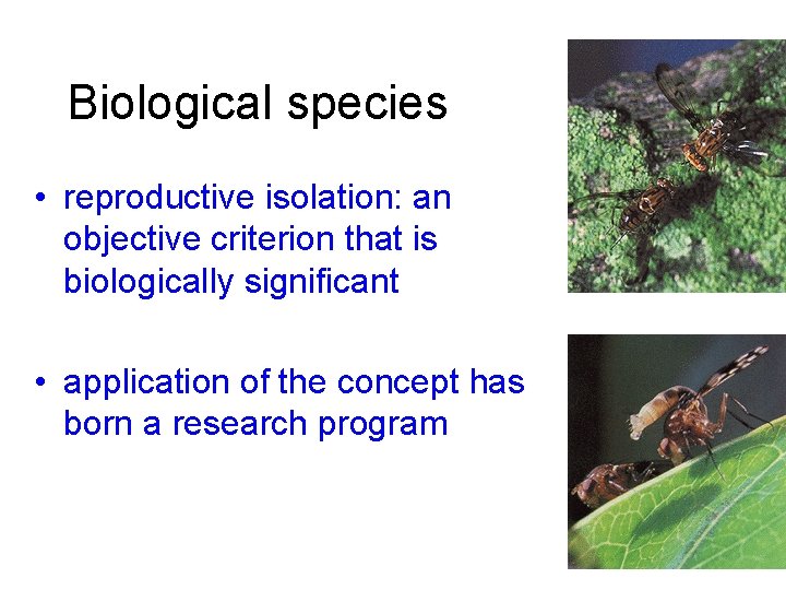 Biological species • reproductive isolation: an objective criterion that is biologically significant • application