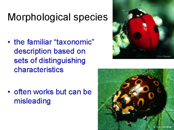 Morphological species • the familiar “taxonomic” description based on sets of distinguishing characteristics •