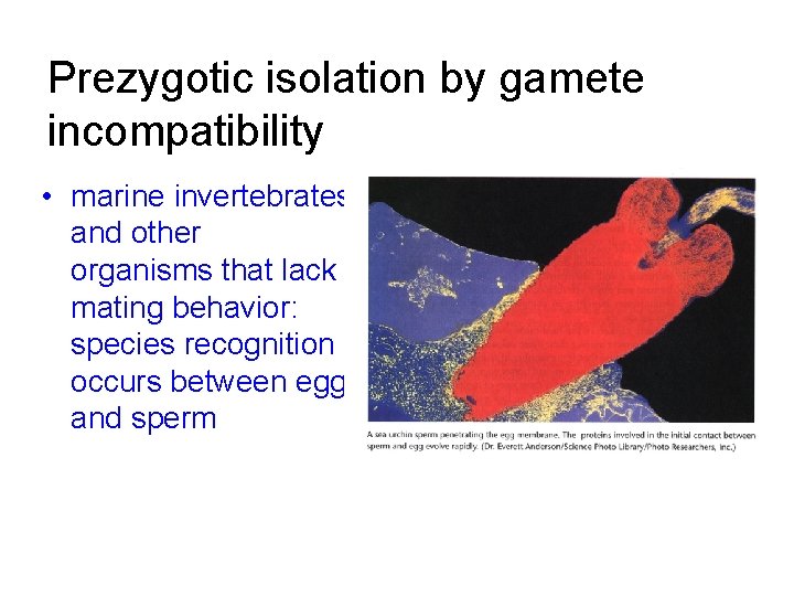Prezygotic isolation by gamete incompatibility • marine invertebrates and other organisms that lack mating