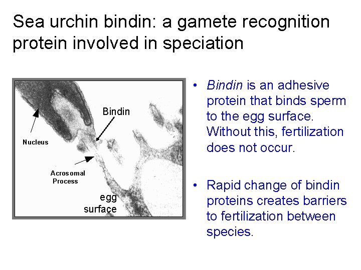 Sea urchin bindin: a gamete recognition protein involved in speciation Bindin egg surface •