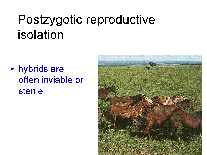 Postzygotic reproductive isolation • hybrids are often inviable or sterile 