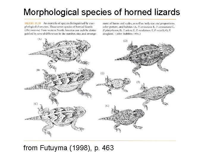 Morphological species of horned lizards from Futuyma (1998), p. 463 