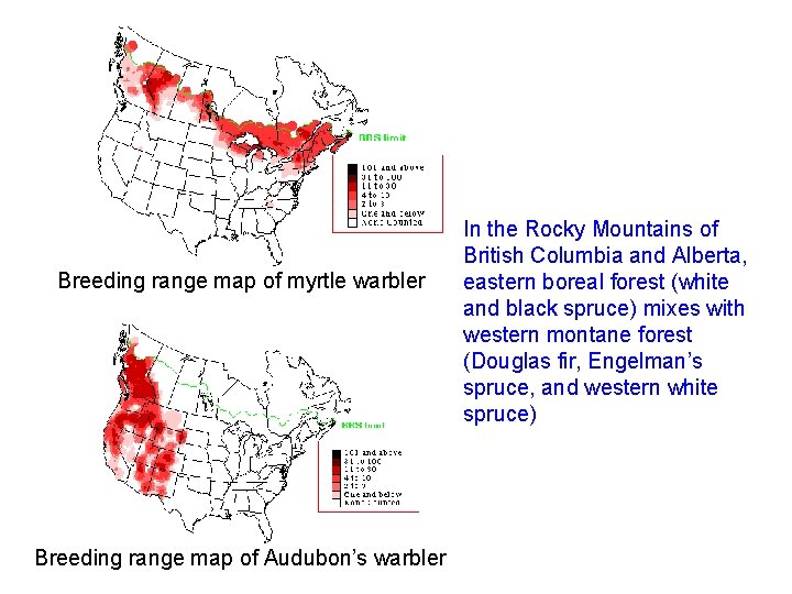 Breeding range map of myrtle warbler Breeding range map of Audubon’s warbler In the