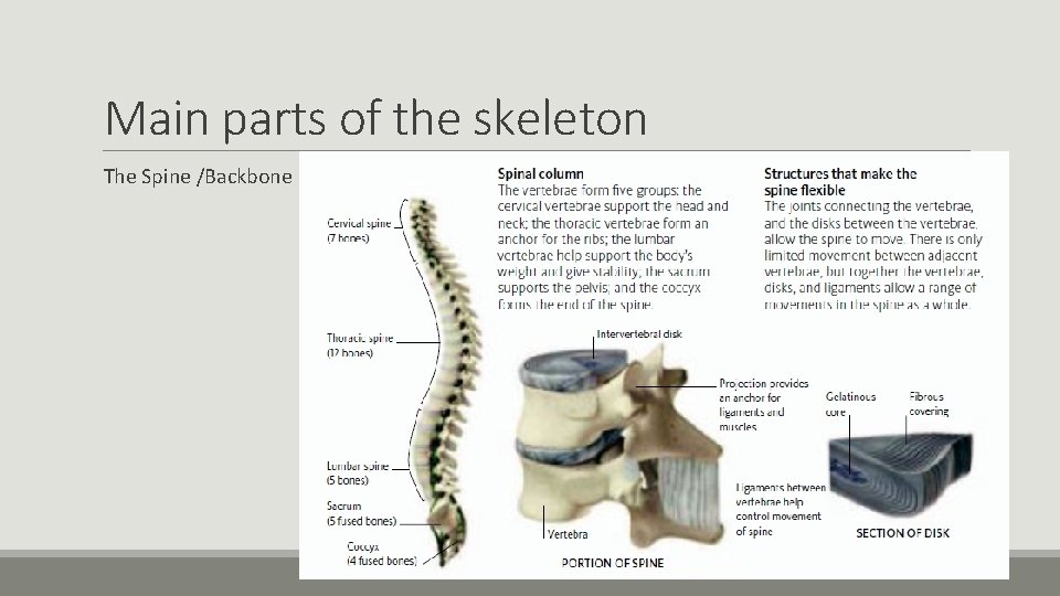 Main parts of the skeleton The Spine /Backbone 