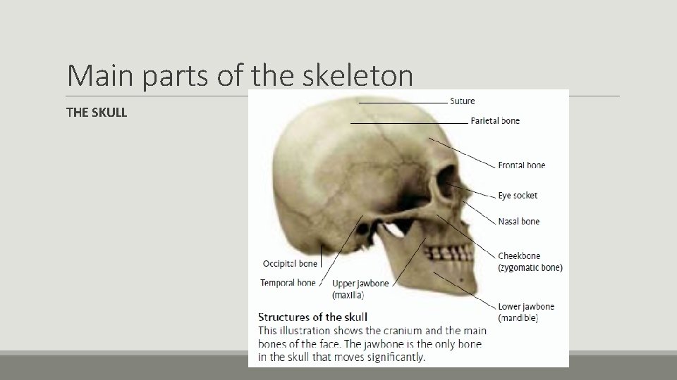 Main parts of the skeleton THE SKULL 