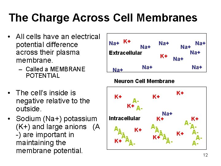 The Charge Across Cell Membranes • All cells have an electrical potential difference across