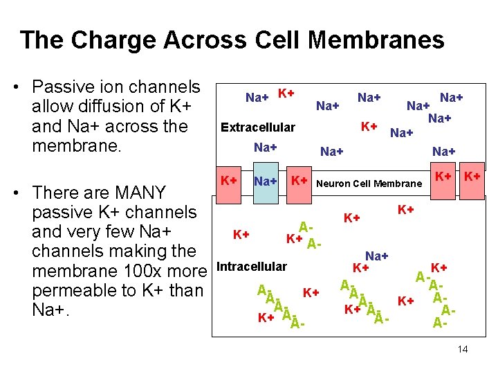 The Charge Across Cell Membranes • Passive ion channels allow diffusion of K+ and