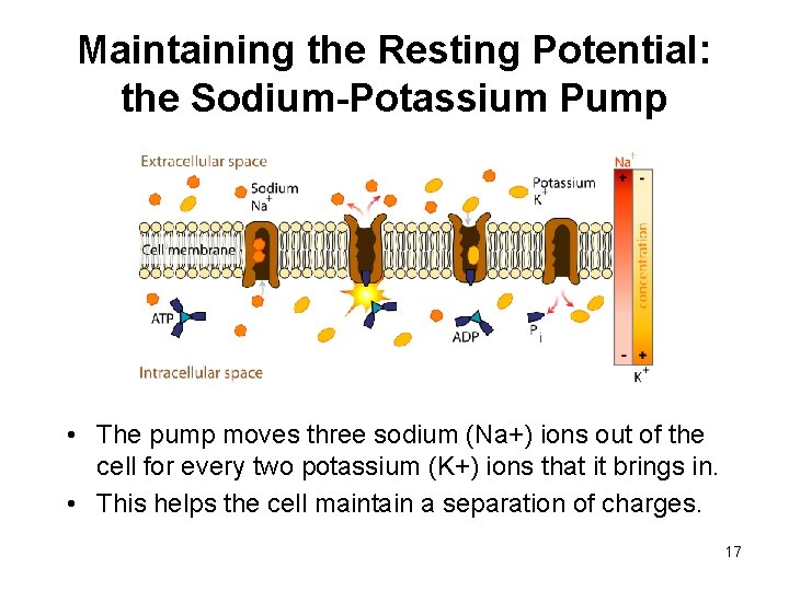 Maintaining the Resting Potential: the Sodium-Potassium Pump • The pump moves three sodium (Na+)