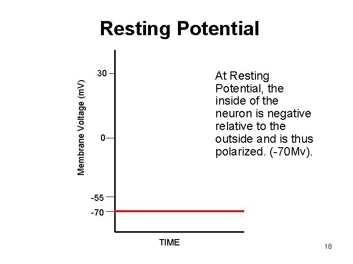 Resting Potential Membrane Voltage (m. V) 30 At Resting Potential, the inside of the