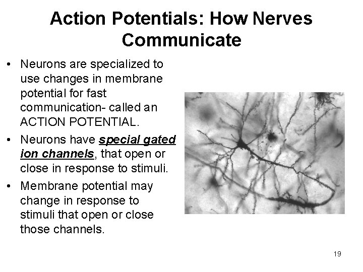 Action Potentials: How Nerves Communicate • Neurons are specialized to use changes in membrane