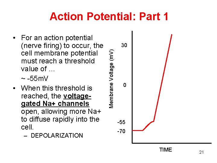 Action Potential: Part 1 – DEPOLARIZATION 30 Membrane Voltage (m. V) • For an