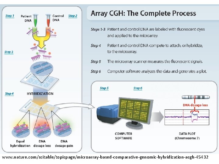 www. nature. com/scitable/topicpage/microarray-based-comparative-genomic-hybridization-acgh-45432 www. nature. com/scitable/topicpage/microarray-based-comparative-genomic-hybridization-acgh-45432
