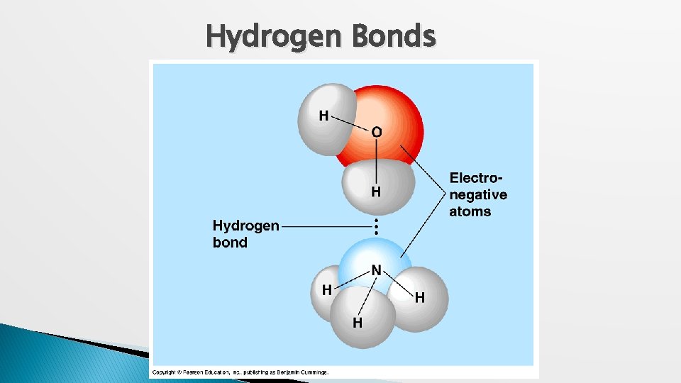Hydrogen Bonds 