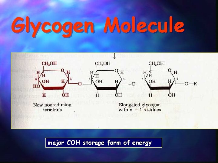 Glycogen Molecule major COH storage form of energy 