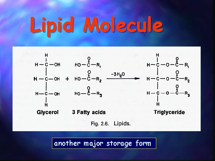 Lipid Molecule another major storage form 