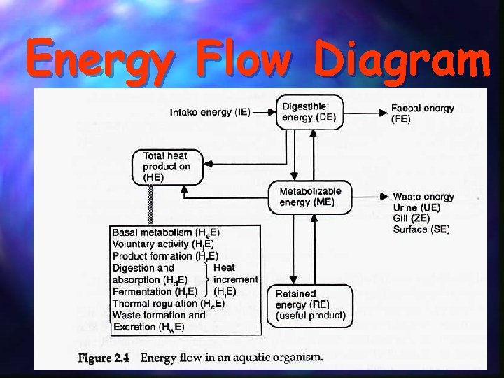 Energy Flow Diagram 