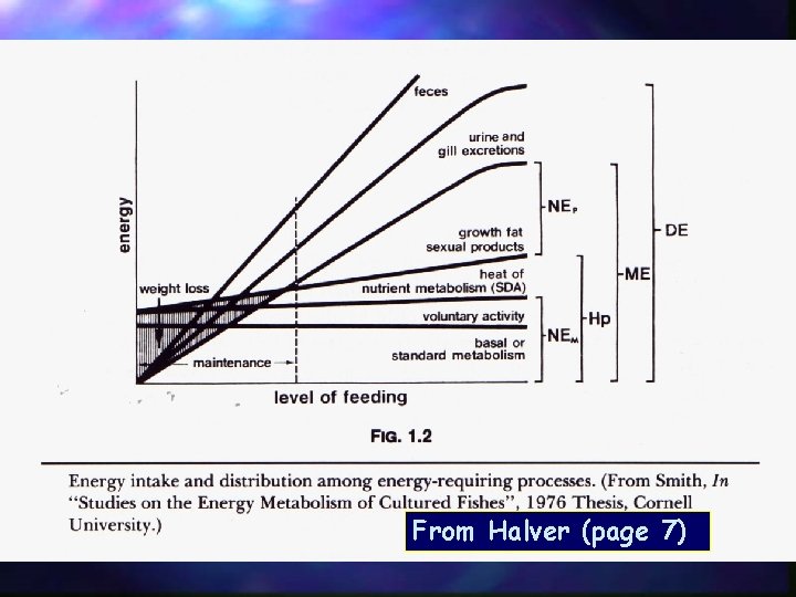 Energy Utilization ] ] ] Energy intake is divided among all energy-requiring processes Magnitude