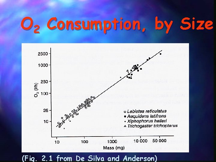 O 2 Consumption, by Size (Fig. 2. 1 from De Silva and Anderson) 