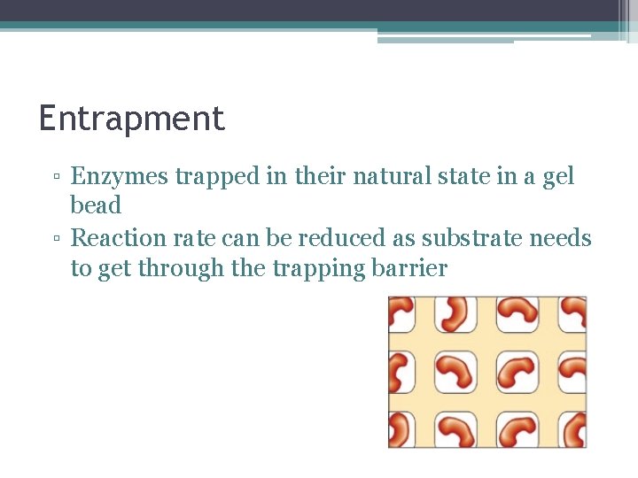 Entrapment ▫ Enzymes trapped in their natural state in a gel bead ▫ Reaction