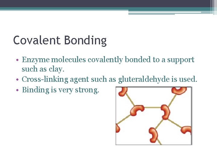 Covalent Bonding • Enzyme molecules covalently bonded to a support such as clay. •