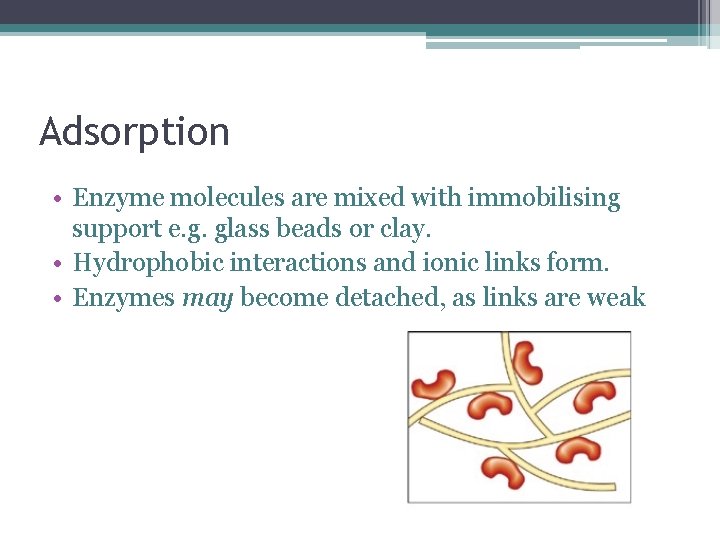Adsorption • Enzyme molecules are mixed with immobilising support e. g. glass beads or