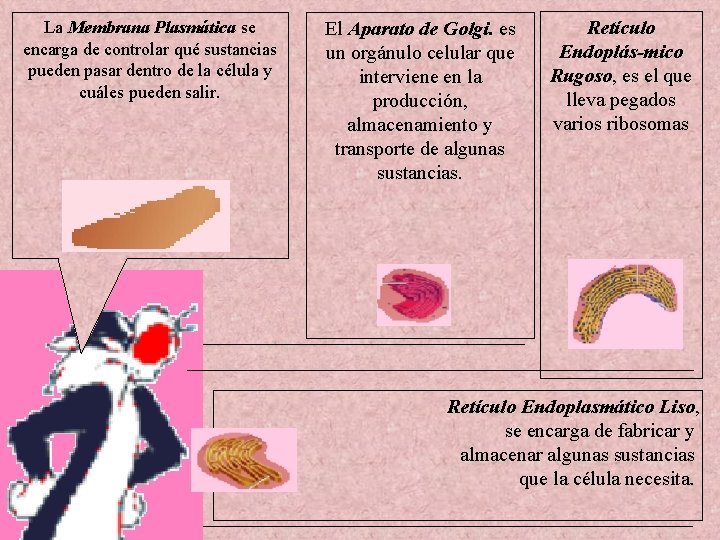 La Membrana Plasmática se encarga de controlar qué sustancias pueden pasar dentro de la