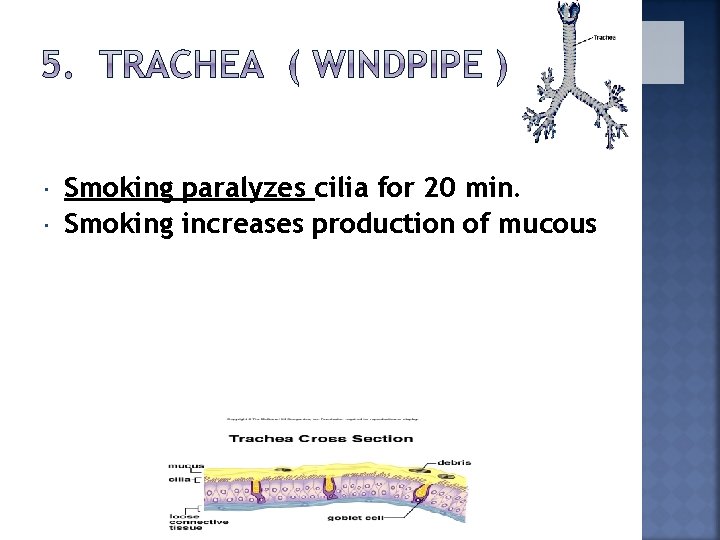  Smoking paralyzes cilia for 20 min. Smoking increases production of mucous 