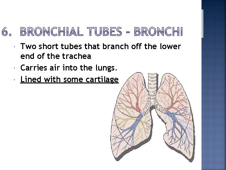  Two short tubes that branch off the lower end of the trachea Carries