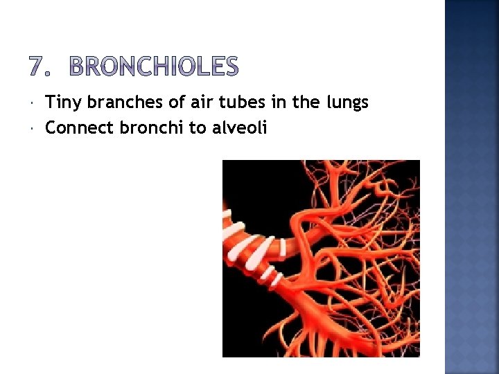  Tiny branches of air tubes in the lungs Connect bronchi to alveoli 