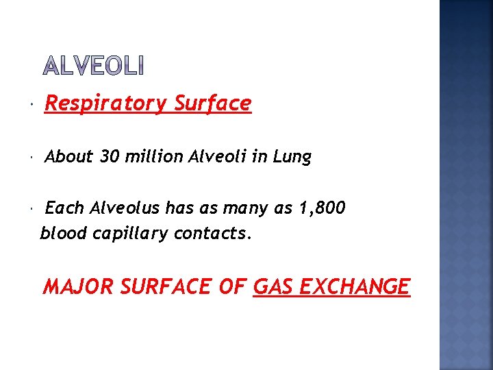  Respiratory Surface About 30 million Alveoli in Lung Each Alveolus has as many